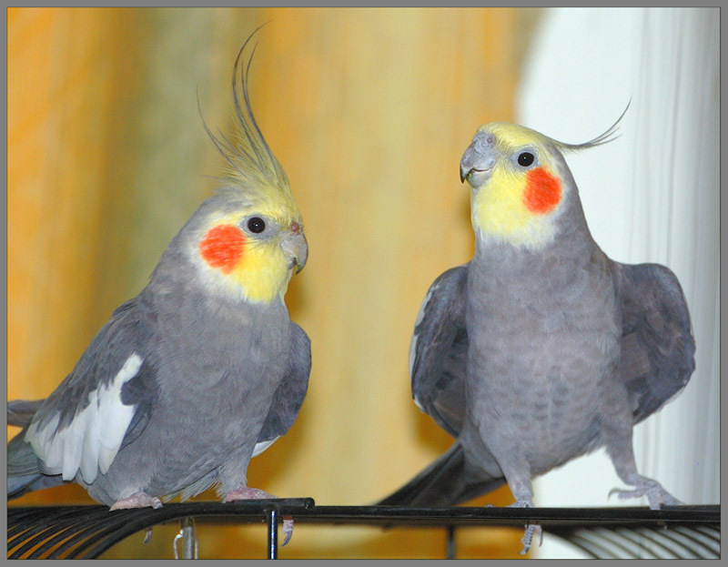 I want a bird! Medium parrots, part 1. - My, Lovebirds, Rose-cheeked lovebird, Fisher's Lovebird, Masked Lovebird, Nymphs, Corella, Longpost