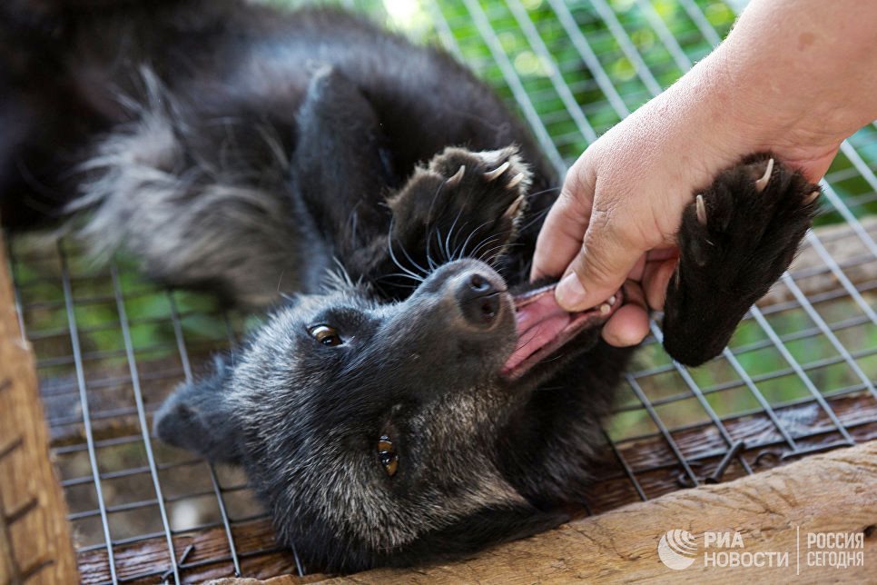 Novosibirsk scientists are sure that almost any animal can be domesticated - Novosibirsk, Fox, Domestication, Longpost