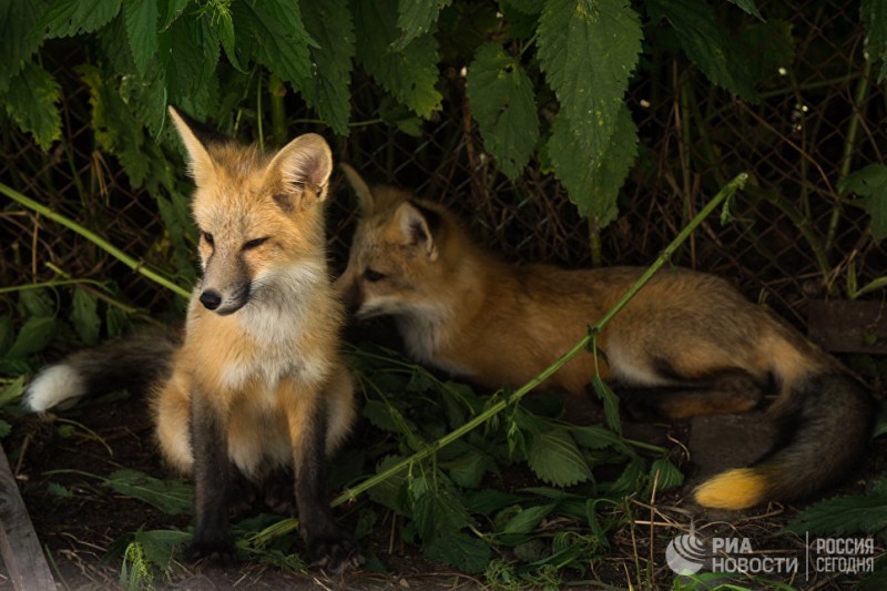 Novosibirsk scientists are sure that almost any animal can be domesticated - Novosibirsk, Fox, Domestication, Longpost