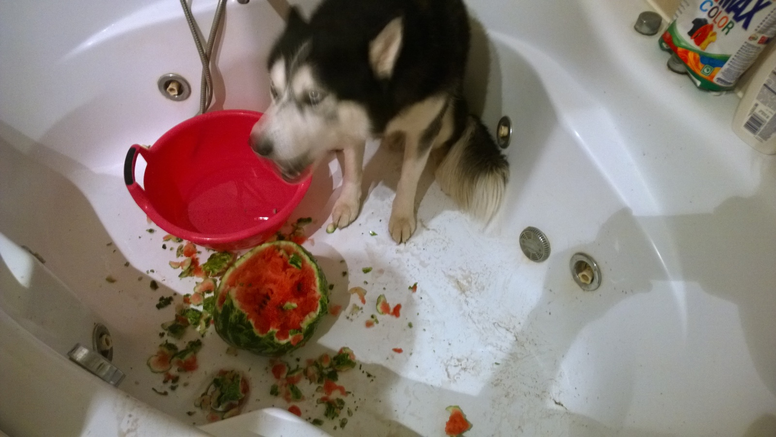 Husky VS Watermelon - My, Husky, Dog, Longpost