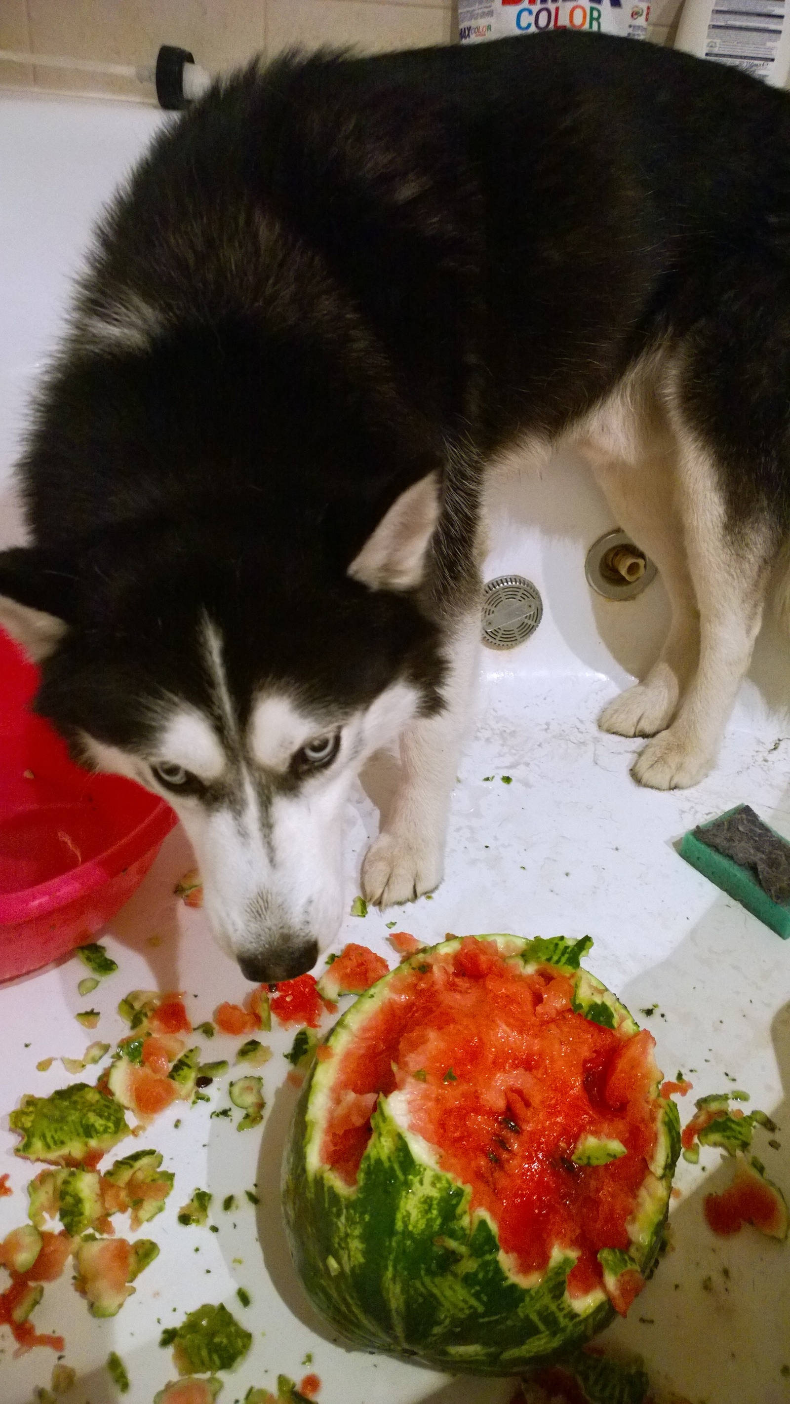 Husky VS Watermelon - My, Husky, Dog, Longpost