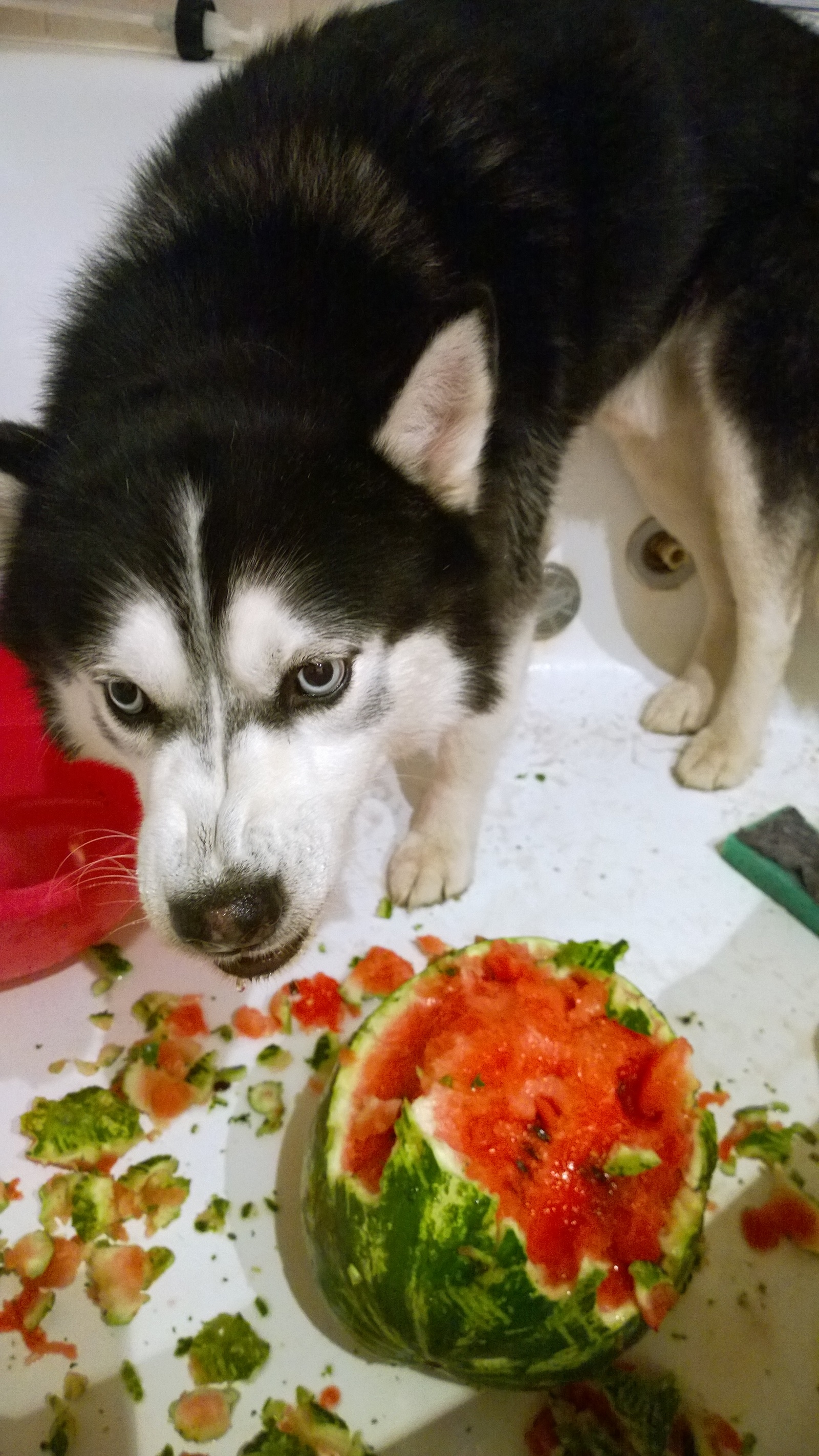 Husky VS Watermelon - My, Husky, Dog, Longpost