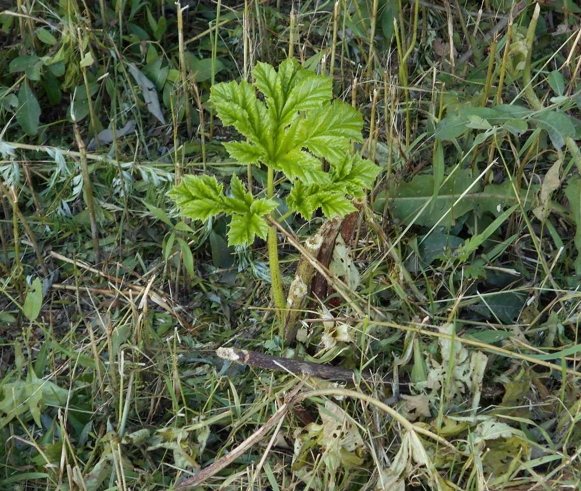 The reaction of the Zerg hogweed to mowing by earthlings - My, The photo, Hogweed, Earthlings vs. Hogweed, Weeds, Plants, Nature, Surprise, Longpost