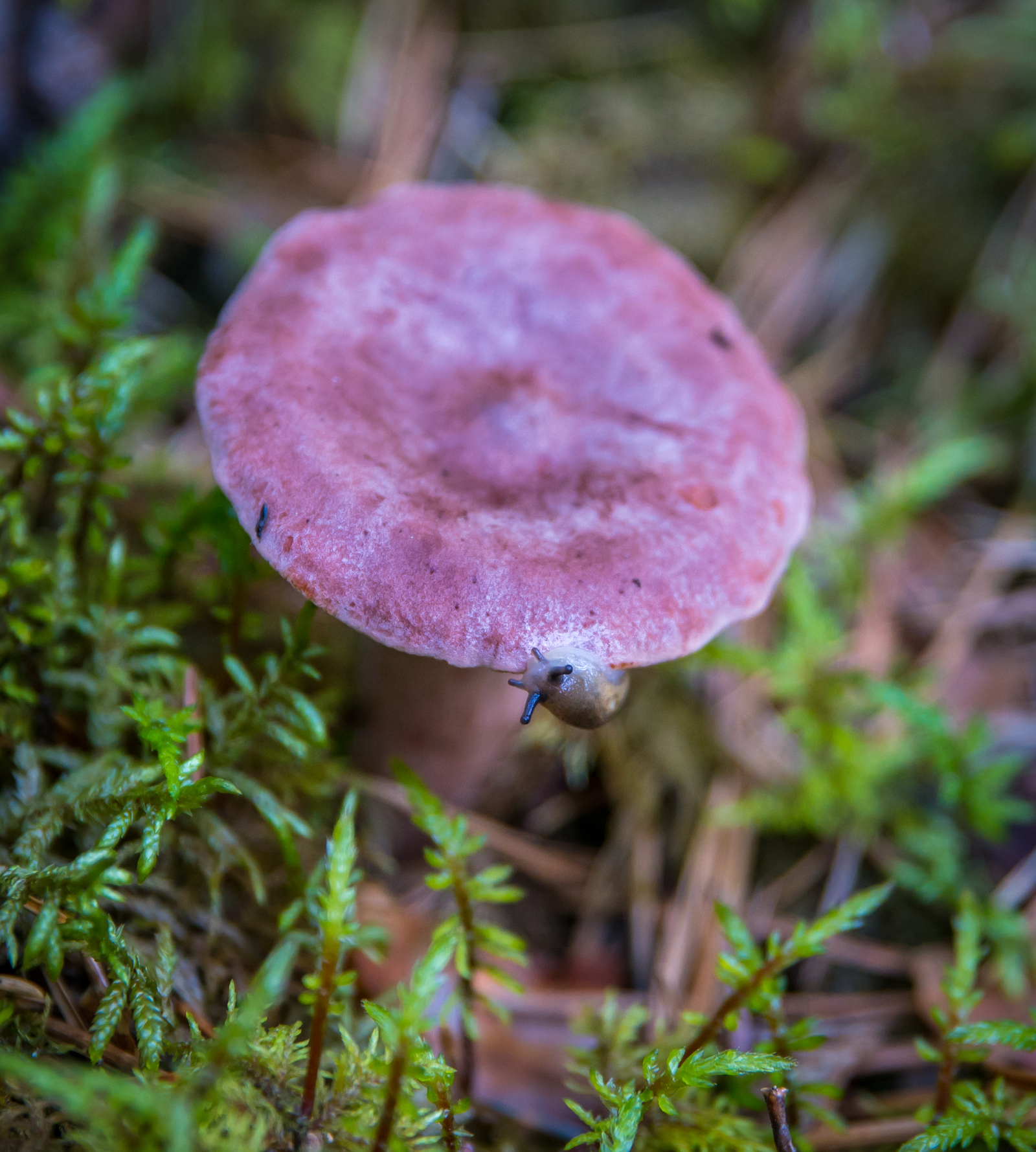 Walk through the forest №43 - My, Sony A7R2, Canon 24-70, Forest, Pine, Christmas trees, Mushrooms, Flowers, Longpost