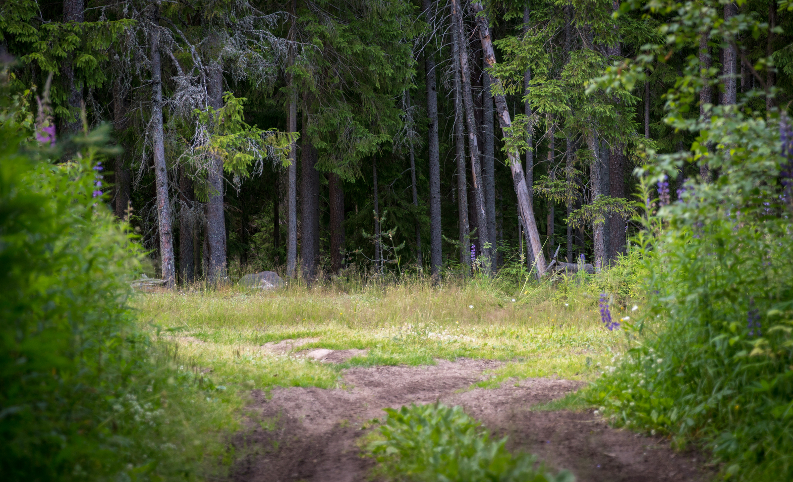 Walk through the forest №43 - My, Sony A7R2, Canon 24-70, Forest, Pine, Christmas trees, Mushrooms, Flowers, Longpost