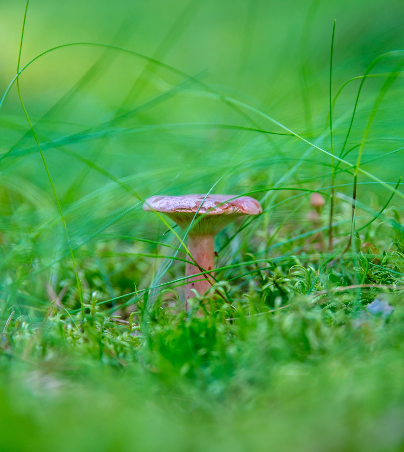 Walk through the forest №43 - My, Sony A7R2, Canon 24-70, Forest, Pine, Christmas trees, Mushrooms, Flowers, Longpost