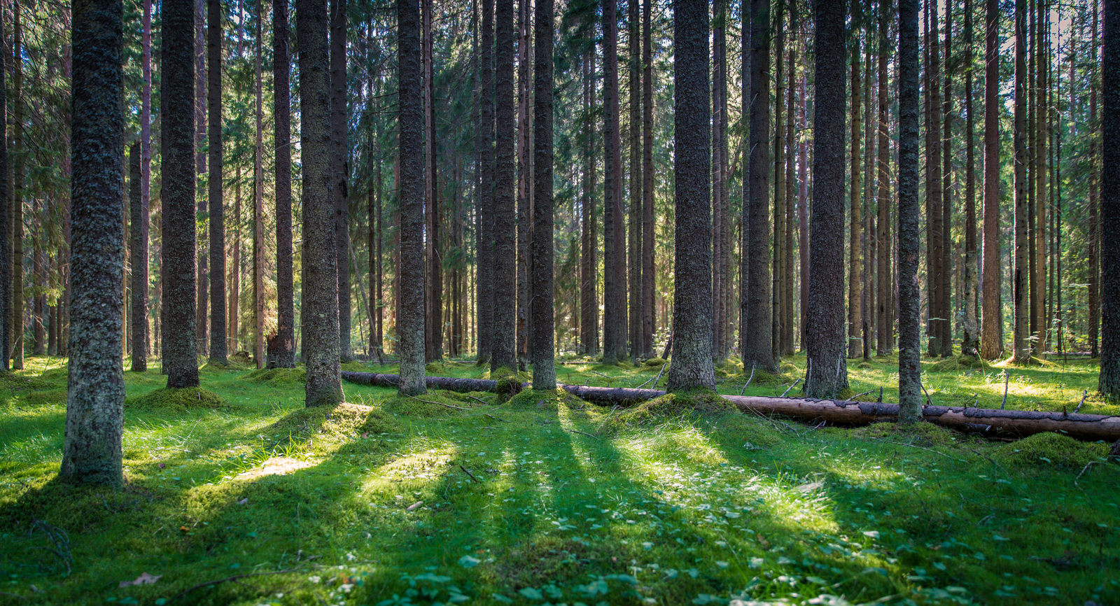 Walk through the forest №43 - My, Sony A7R2, Canon 24-70, Forest, Pine, Christmas trees, Mushrooms, Flowers, Longpost