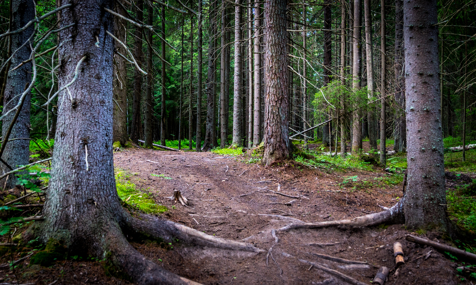 Walk through the forest №43 - My, Sony A7R2, Canon 24-70, Forest, Pine, Christmas trees, Mushrooms, Flowers, Longpost