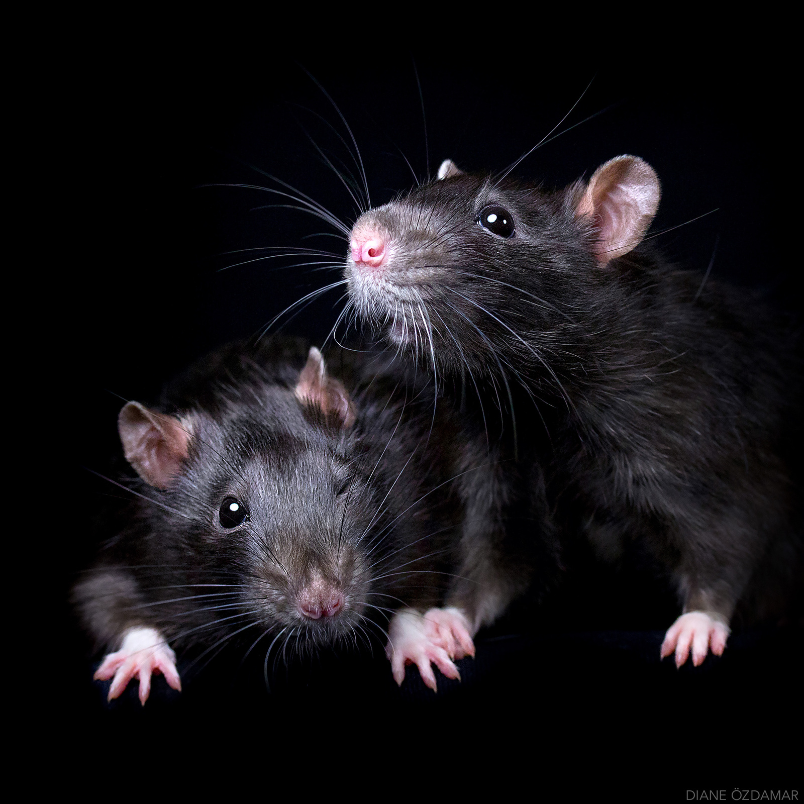 The Canadian showed rats from an unexpected angle - these are cute creatures! - Decorative rats, Opening, Rat, Rat Chronicles, Rat King, , The photo, Photographer