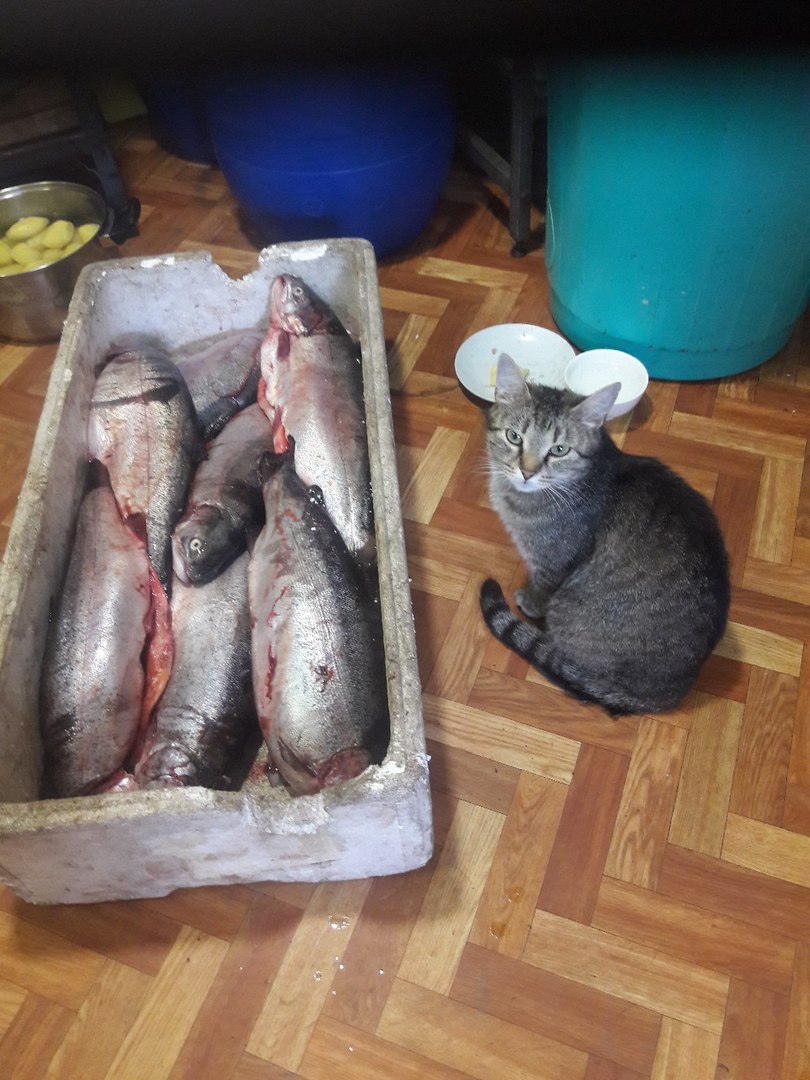 On guard - cat, A fish, Pets