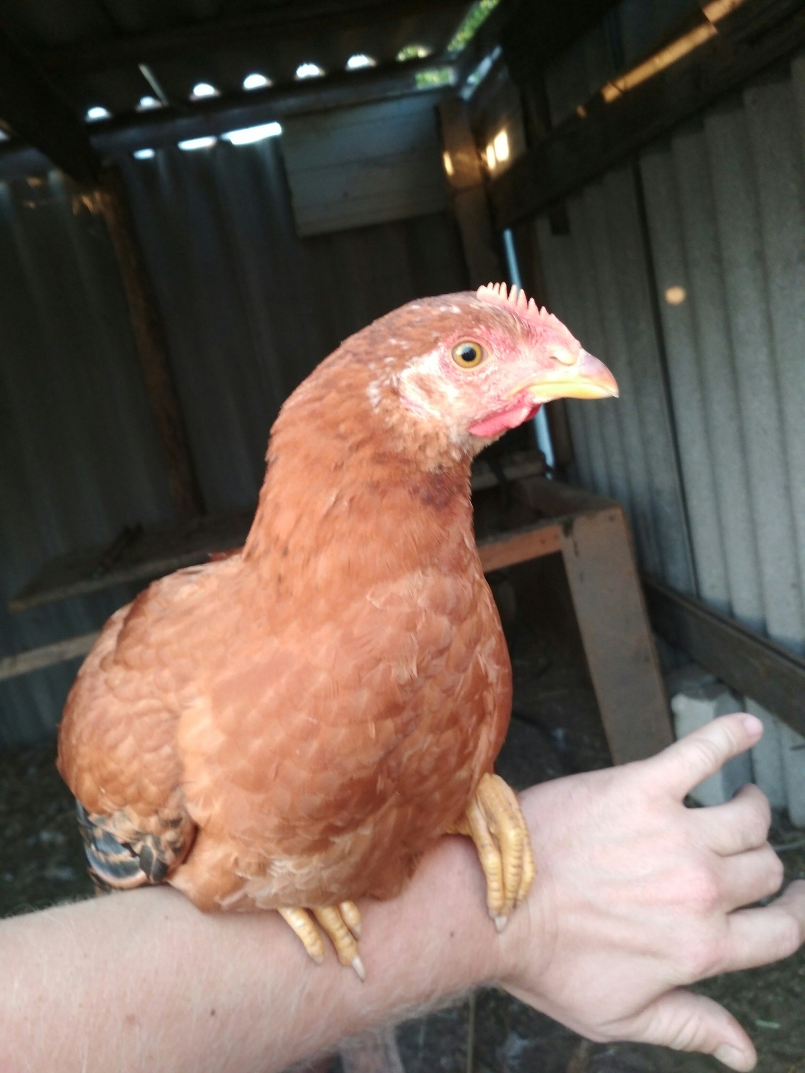 My proud chick - My, Hen, Birds