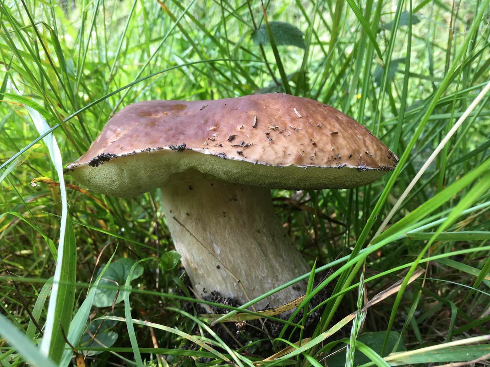 Quiet hunting in the suburbs - My, Mushrooms, Moscow, Silent hunt, Longpost