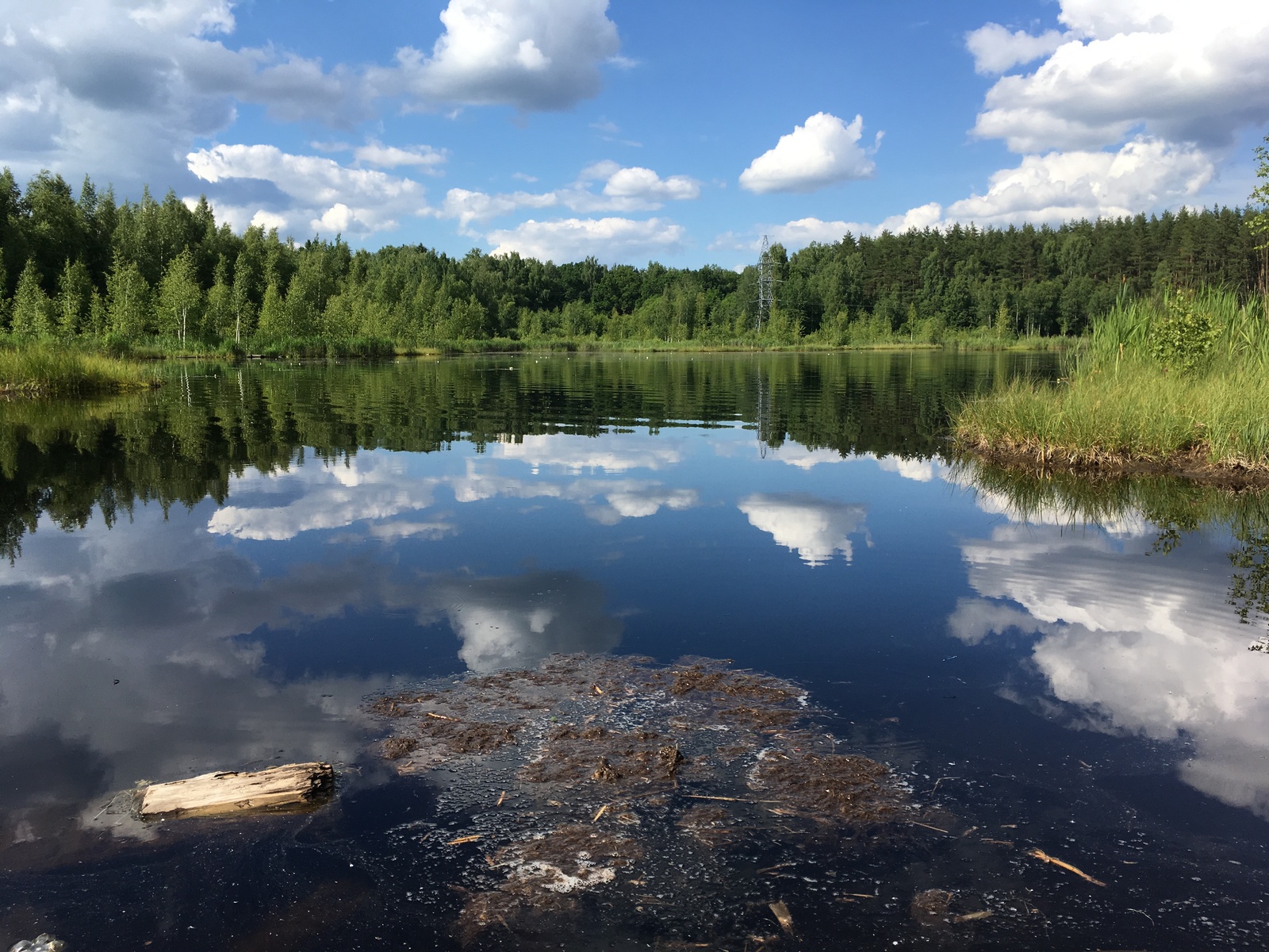 Quiet hunting in the suburbs - My, Mushrooms, Moscow, Silent hunt, Longpost