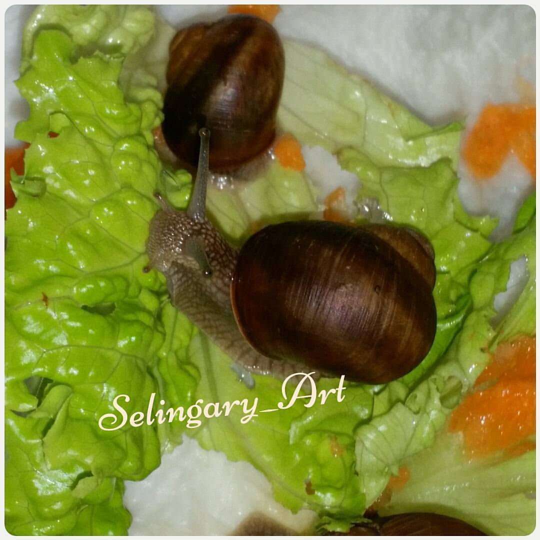 Grape snails - My, Grape snail, Snail, , , , Longpost