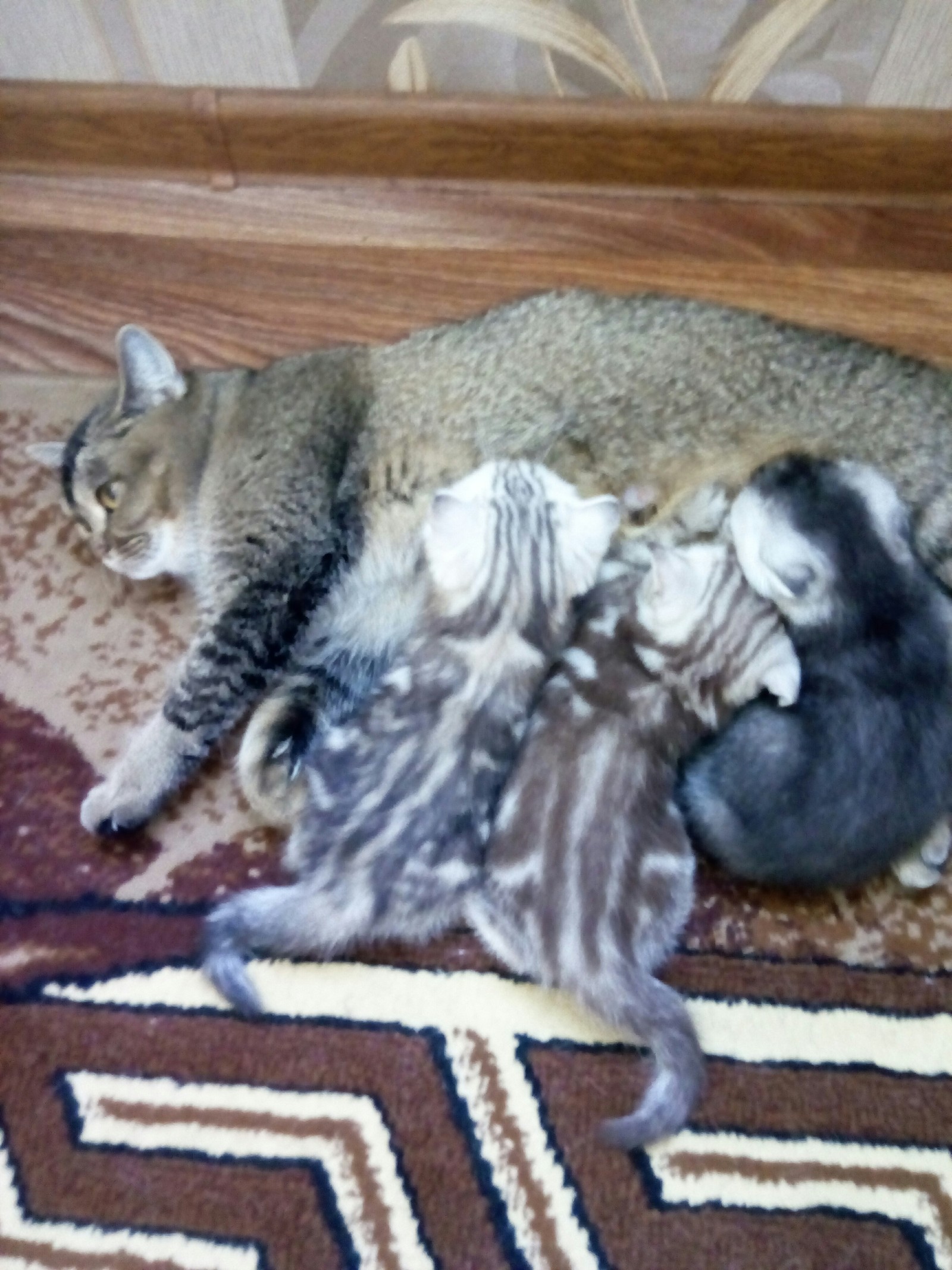 Breakfast:) - My, , cat family, Longpost, cat