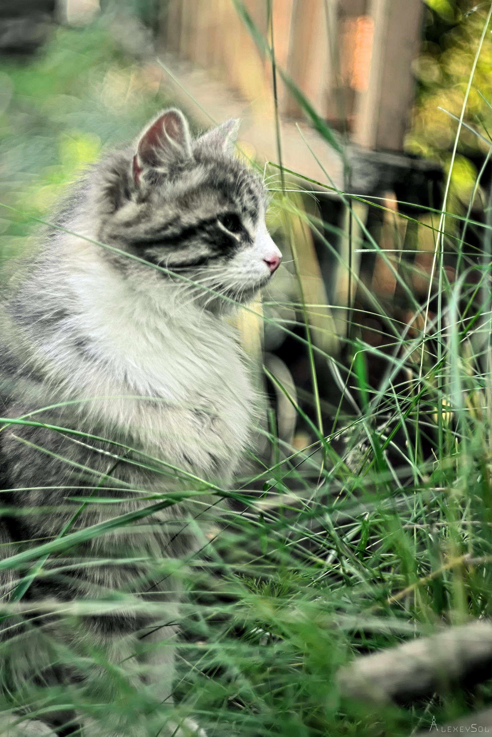 Just a photo - My, The photo, Animals, Macro, Spider, cat, Longpost, Macro photography