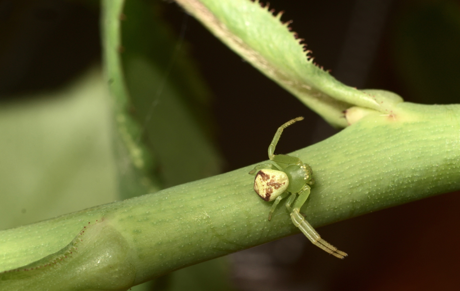 Just a photo - My, The photo, Animals, Macro, Spider, cat, Longpost, Macro photography