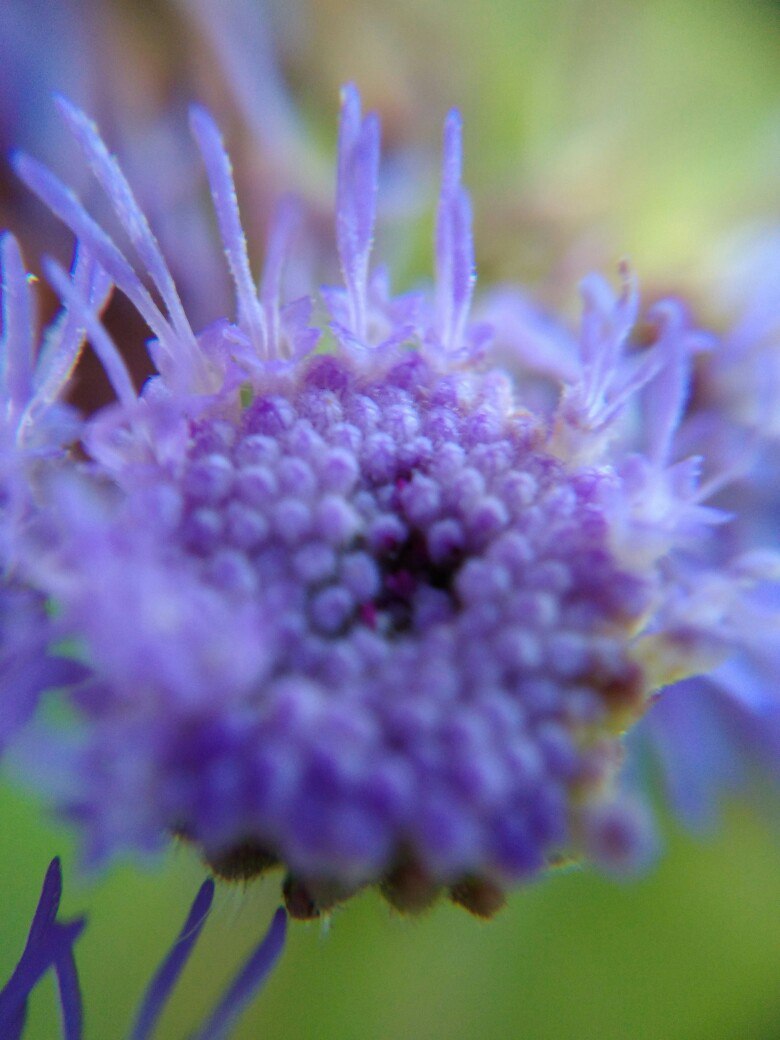 My attempts to take macro photos - My, Macro, The photo, , Flowers, Moss, Macro photography, Closeup, Longpost