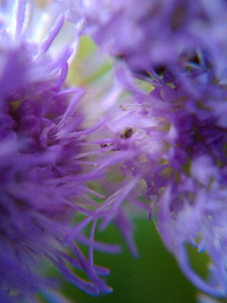 My attempts to take macro photos - My, Macro, The photo, , Flowers, Moss, Macro photography, Closeup, Longpost