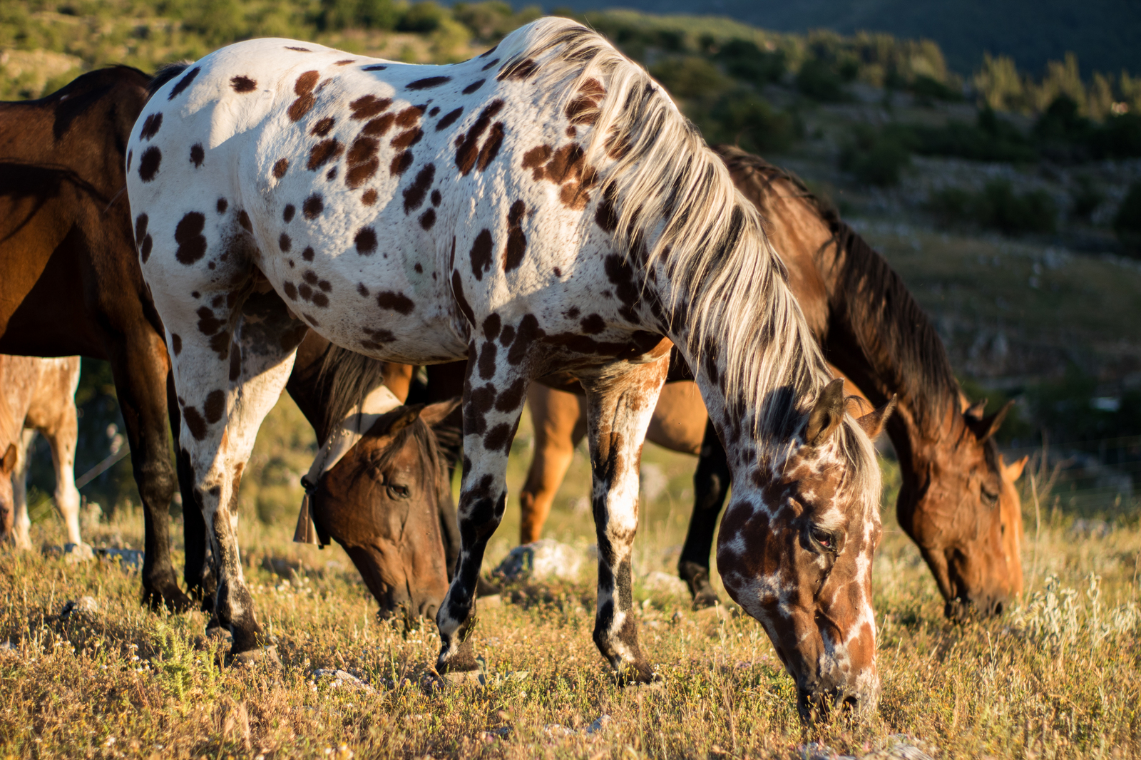 The mountains of Italy and who lives in them - My, Animals, Horses, Cow, Nature, Longpost