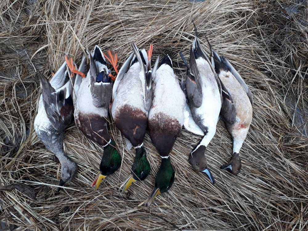 Report from spring goose hunting (Novosibirsk region) - Hunting, Novosibirsk region, , Longpost