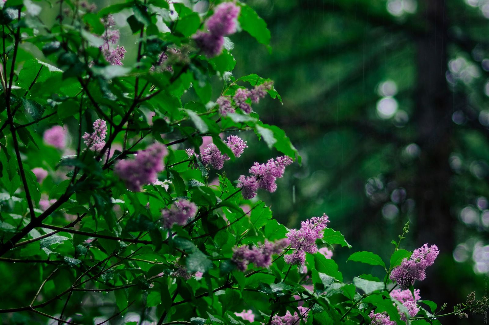 Summer rain - My, Arkhangelsk, Lilac, Flowers, Summer, Raw, Longpost