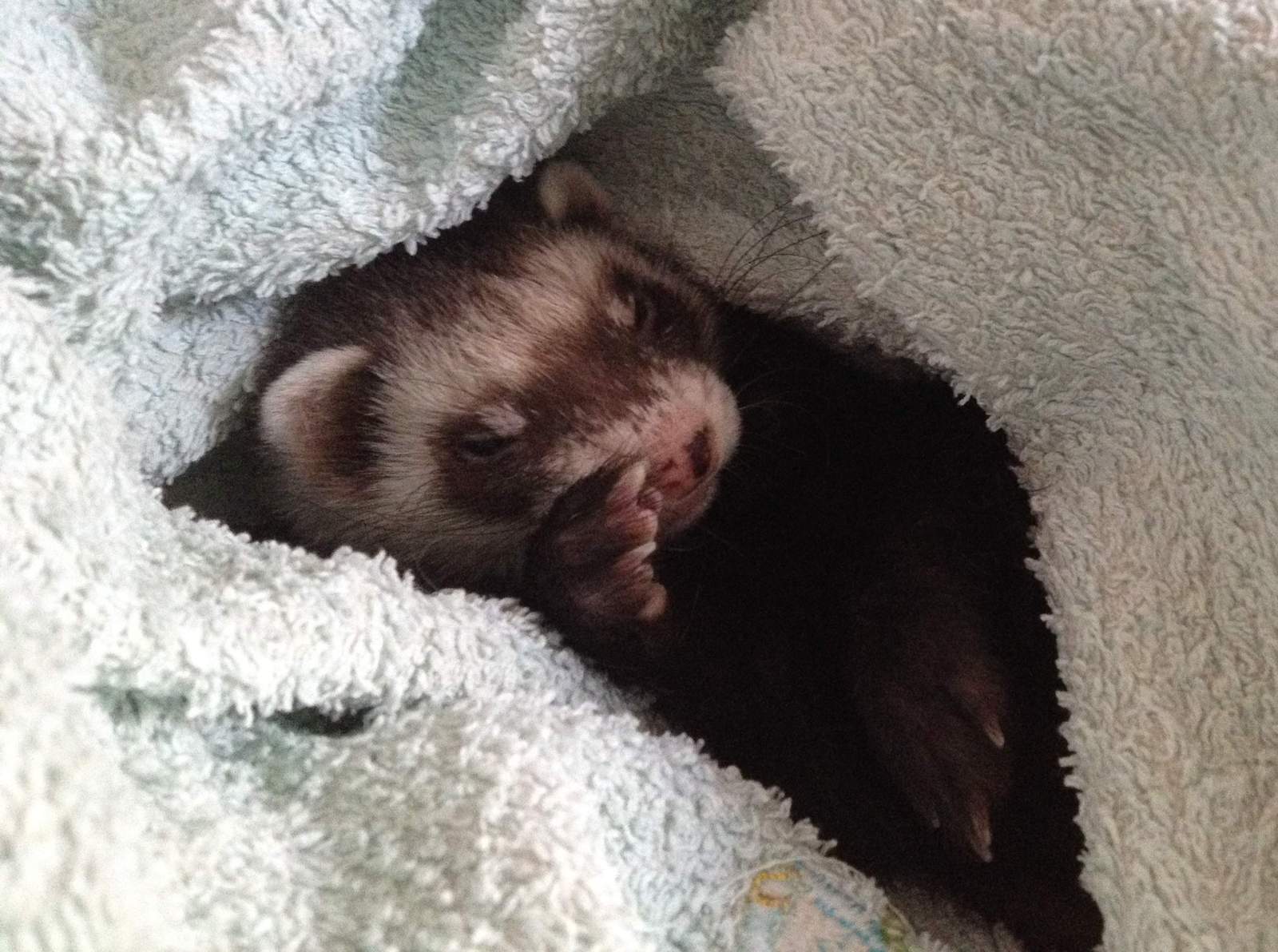 Cage for ferrets with its straight lines - My, Cell, Ferret, Longpost