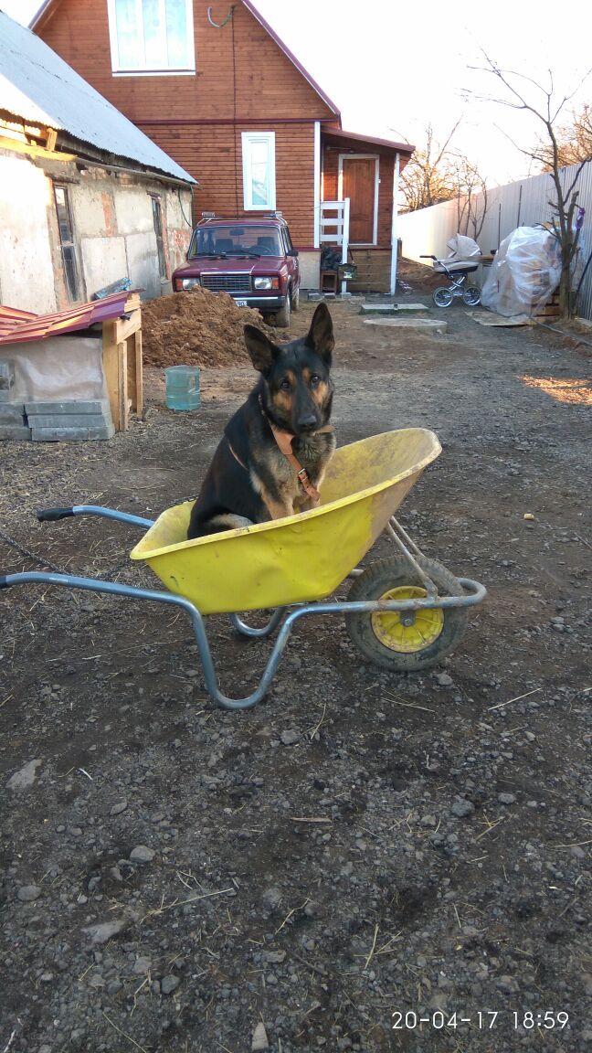 Y-convenience - My, Dog, German Shepherd, Cart, Convenience, Wheelbarrow