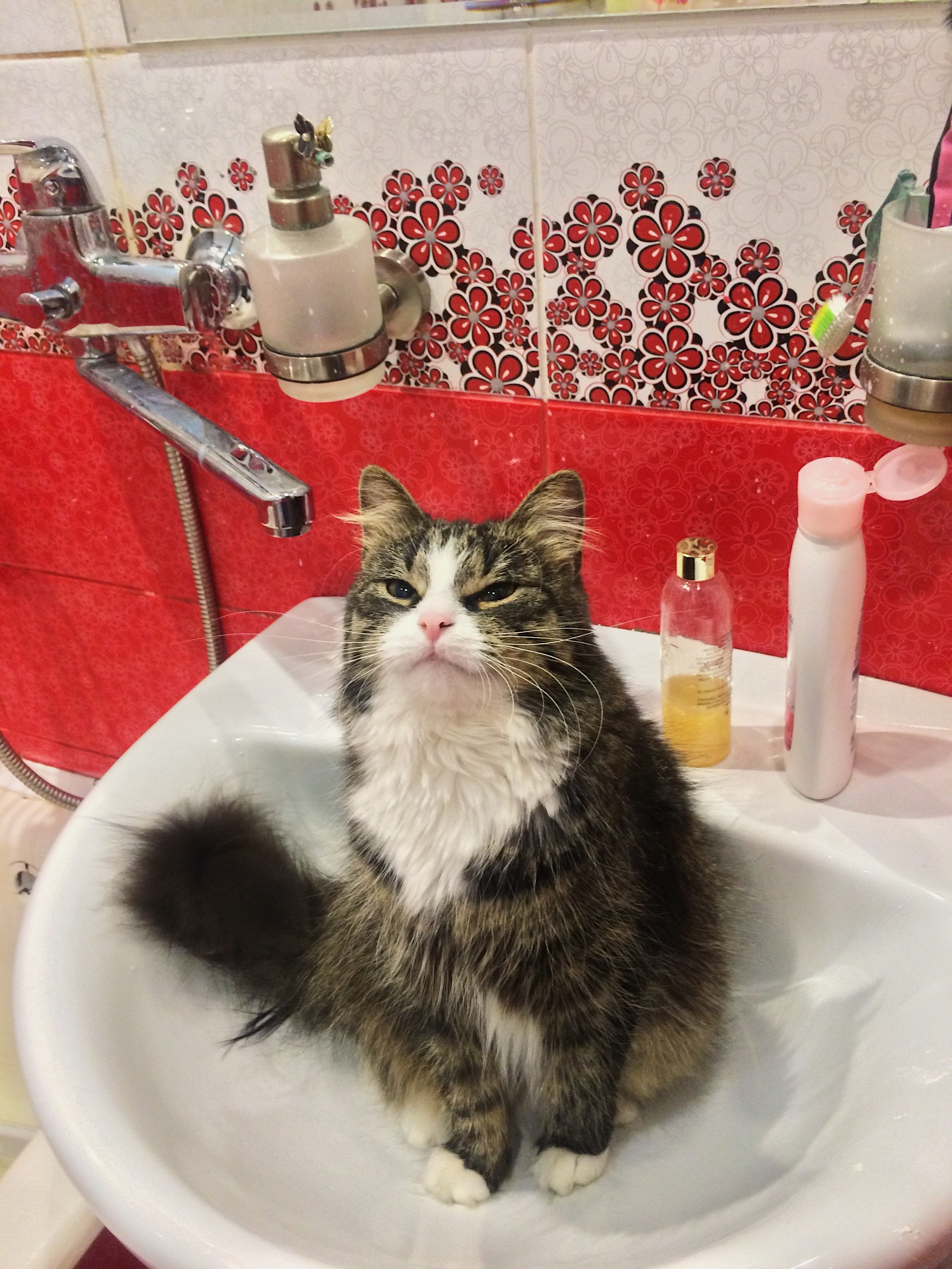 You go into the bathroom to wash yourself in the morning, and there is already busy. - My, Cats and kittens, cat, Dream, Morning, Pet, Pets, Muzzle, Impudent muzzle, Longpost, Impudence