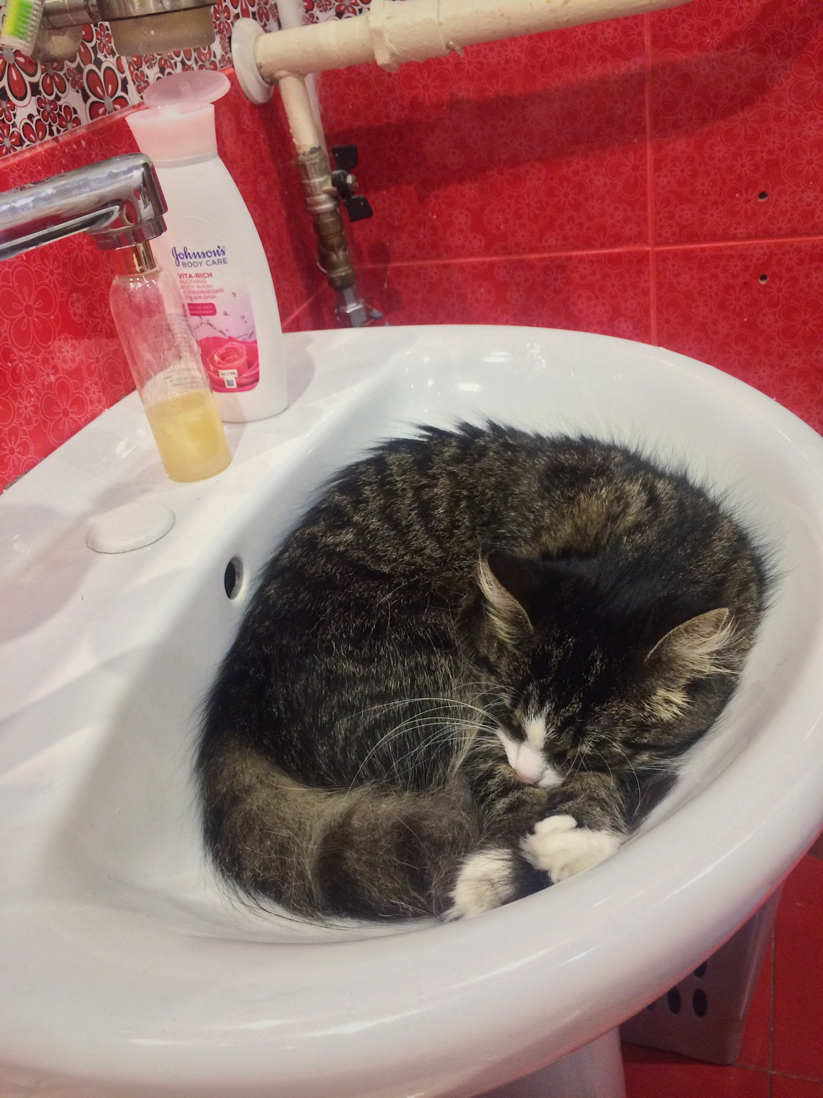 You go into the bathroom to wash yourself in the morning, and there is already busy. - My, Cats and kittens, cat, Dream, Morning, Pet, Pets, Muzzle, Impudent muzzle, Longpost, Impudence