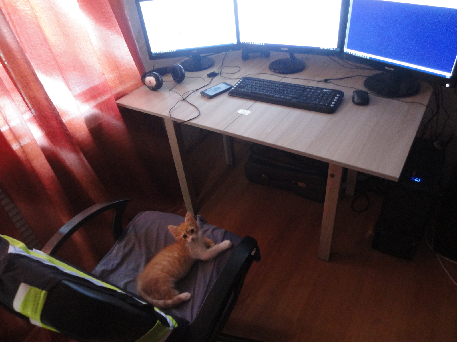 My place and your deadlines forest me) - My, cat, Freelance, Work, Catomafia