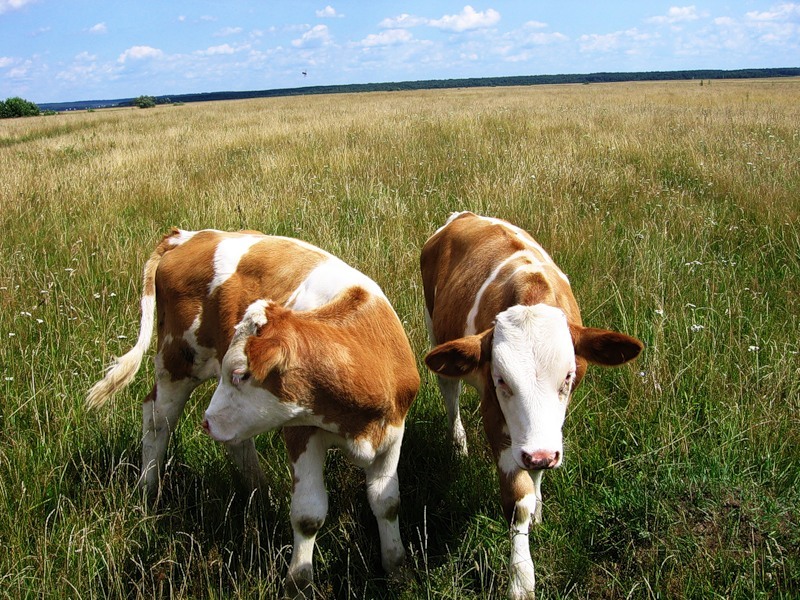 The charm of the Russian hinterland - Village, Homeland, Backwoods, Animals, Longpost, Provinces