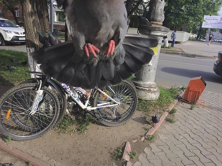 За секунду до - Голубь, Фотография, Стопкадр