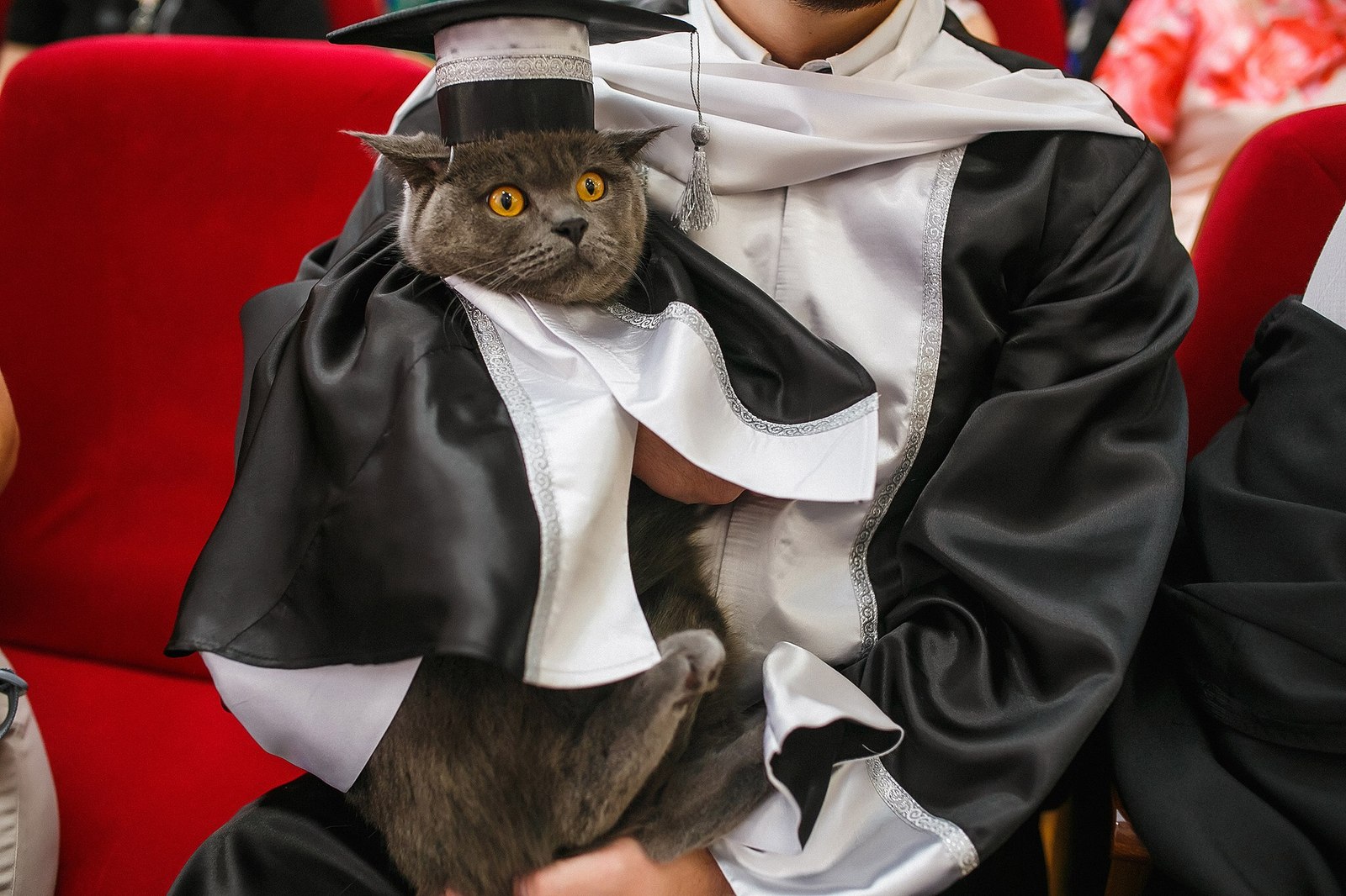 A cat graduated from the Medical University in Ryazan - cat, , High school graduation