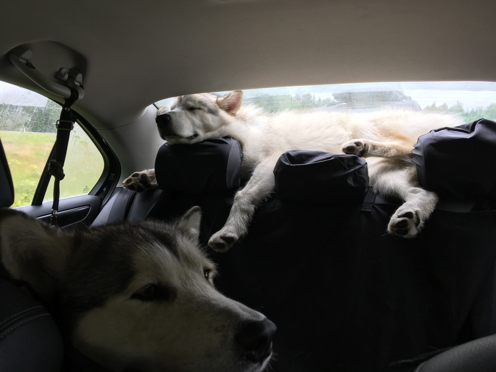 That's how we drove 3000 km. - My, Alaskan Malamute, Карелия, Longpost, Dog