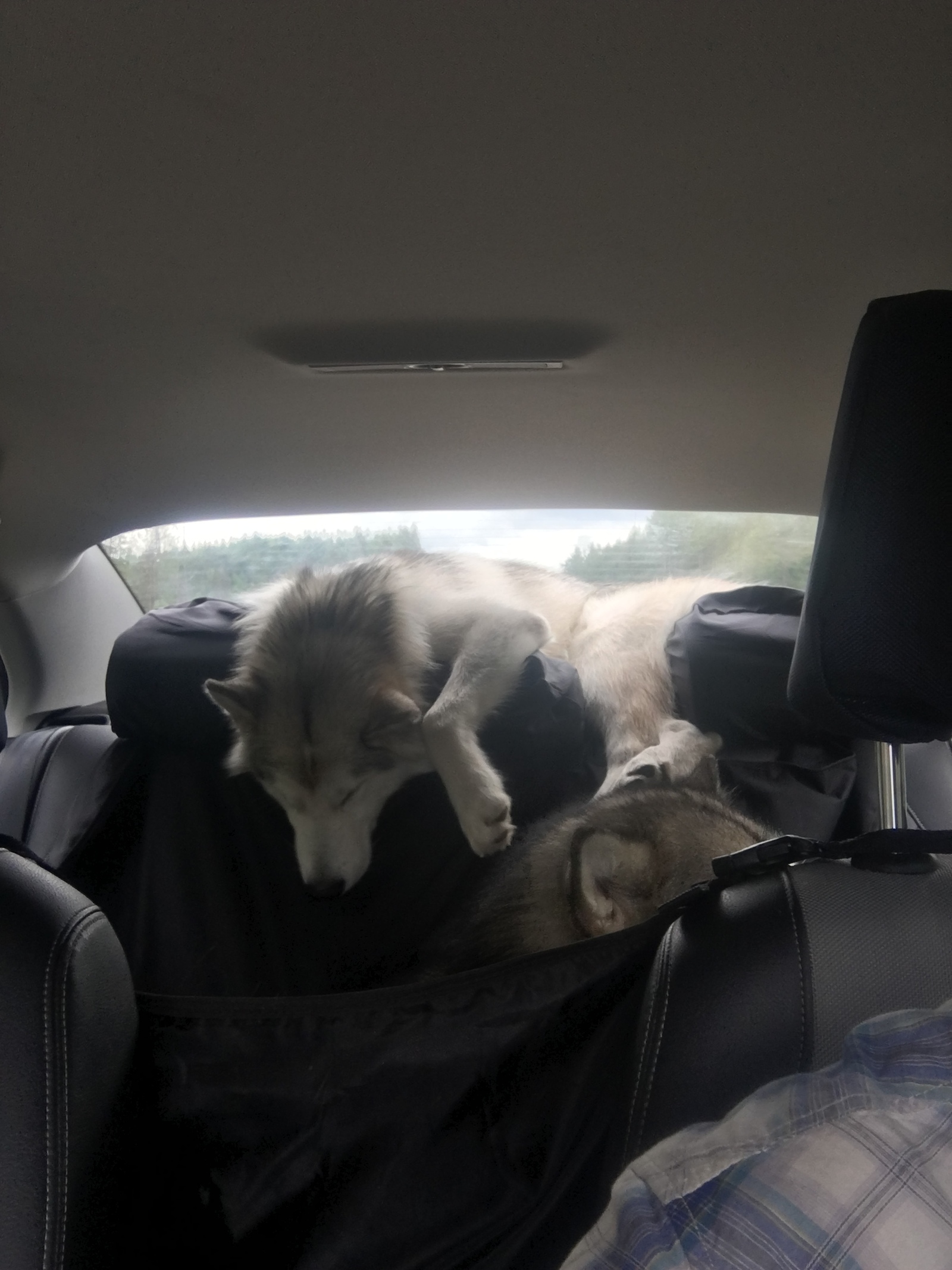 That's how we drove 3000 km. - My, Alaskan Malamute, Карелия, Longpost, Dog