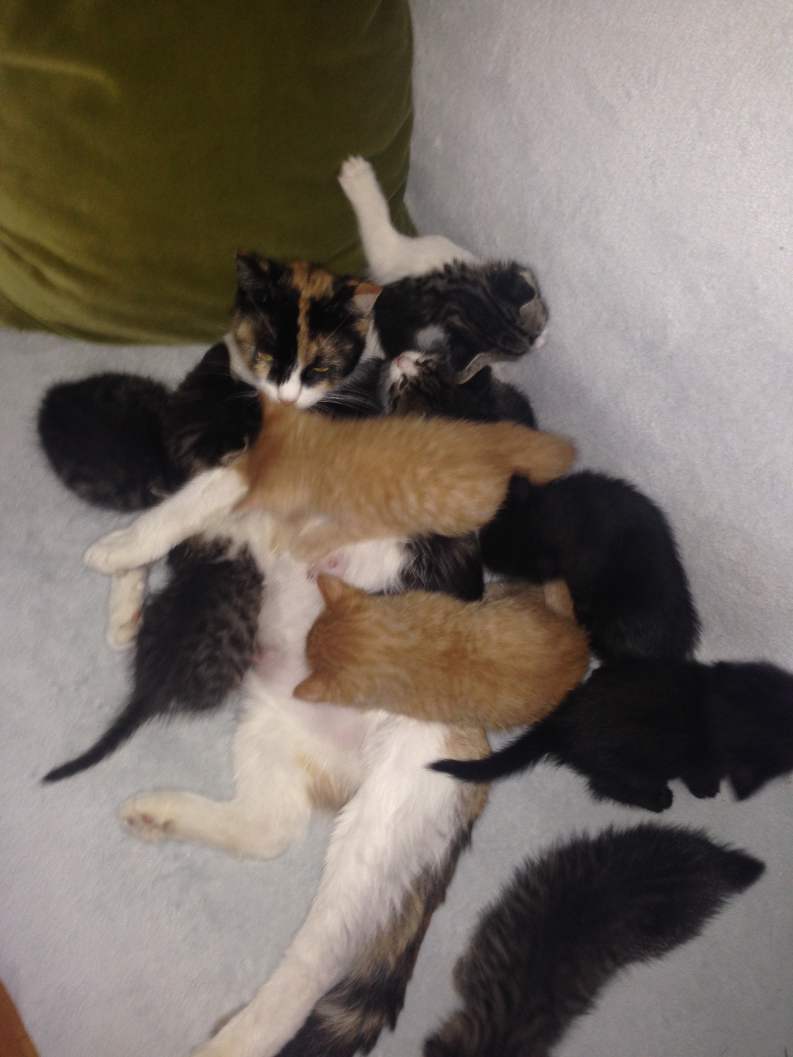 9 Kitten as a gift - My, cat, , Kittens, I will give, Longpost