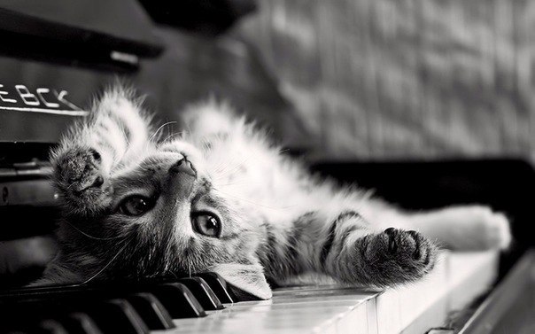 Piano kote - cat, Piano, Black and white, Izhevsk, Black and white photo, The photo, , Milota