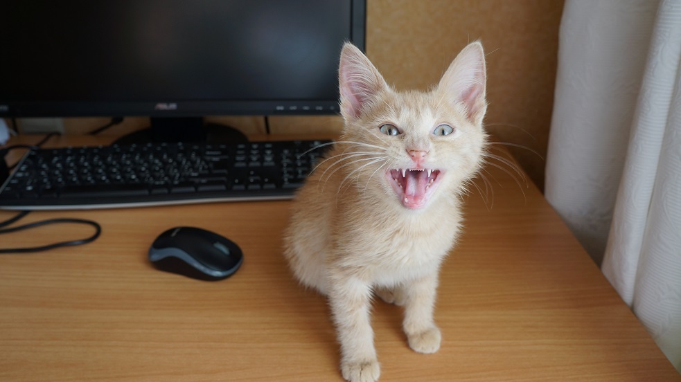 Moscow, Botanical Garden. Found kitten, light red - My, cat, Foundling, Looking for a home, In good hands