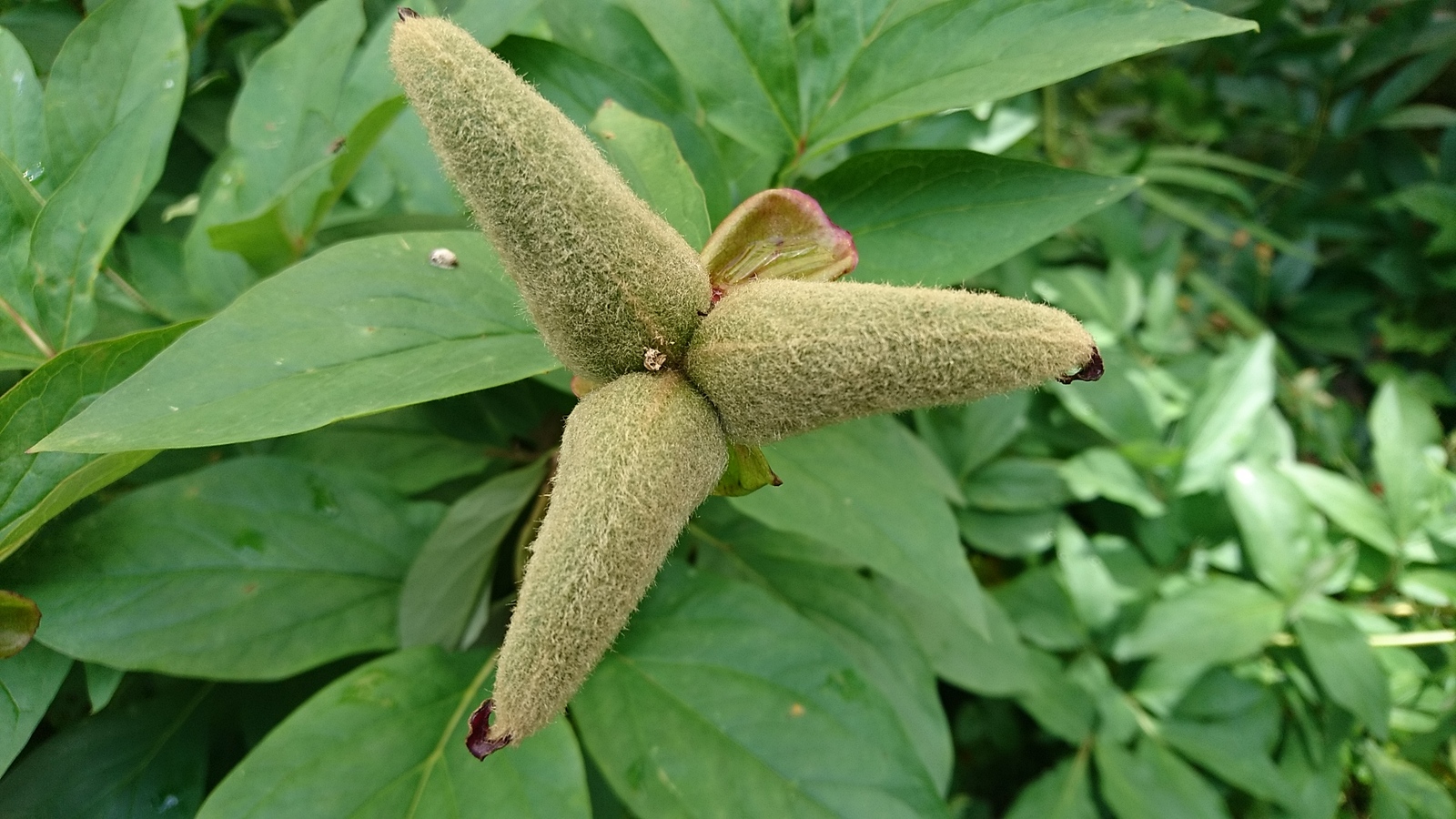 Peony seed pods - look like alien assault ships - My, Peonies, Seeds, Spaceship, Aliens, Futurism, Biology