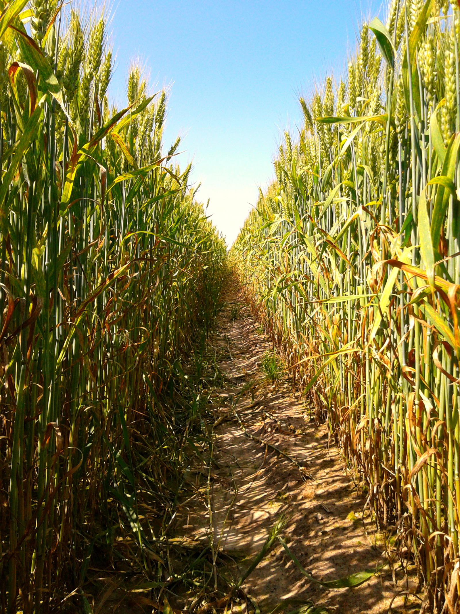 wheat maze - My, The photo, My