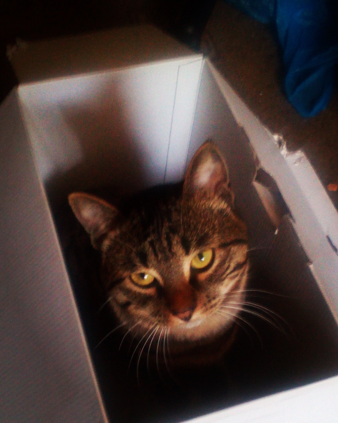 Kote in a box - My, cat, Box and cat, My master is an idiot