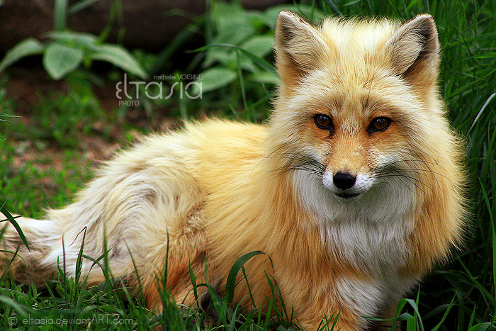 Fluffy fox. Лохматый Лис. Лиса мохнатая. Пушистая лиса. Кудрявая лиса.
