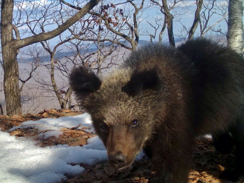 A camera trap caught a female bear with five cubs in the Land of the Leopard Reserve - Bear, Land of the Leopard, Reserve, Longpost, Video, The Bears, Reserves and sanctuaries