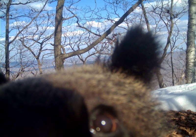 A camera trap caught a female bear with five cubs in the Land of the Leopard Reserve - Bear, Land of the Leopard, Reserve, Longpost, Video, The Bears, Reserves and sanctuaries