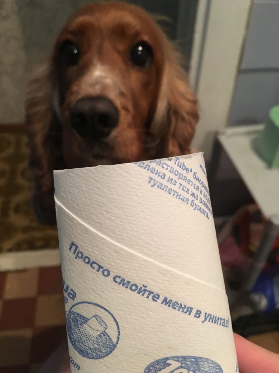 When a dog feels responsible - My, Dog, Toilet paper, Humor