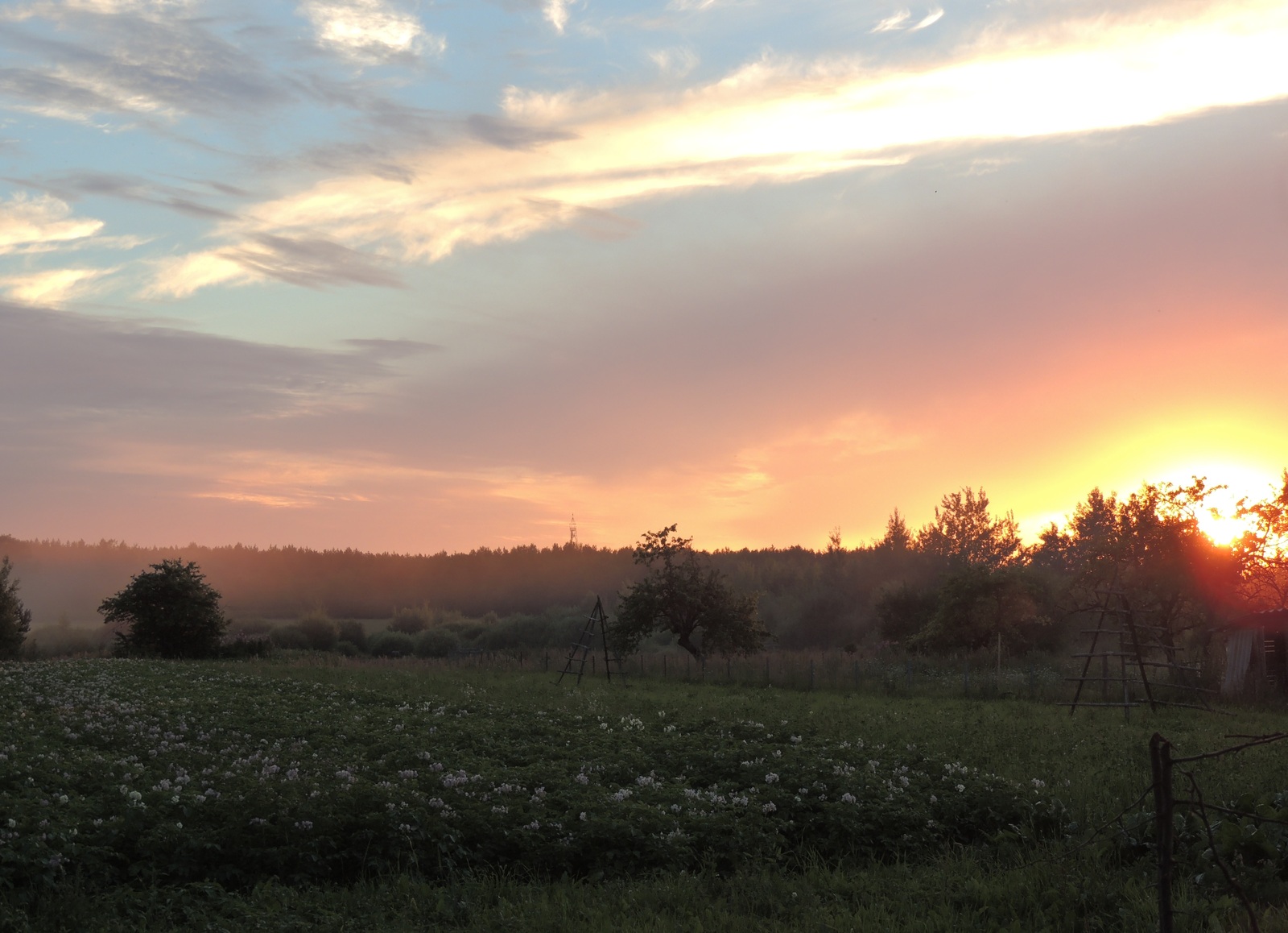 Belarusian hinterland. - My, Nature, Landscape, beauty, Potato, The photo