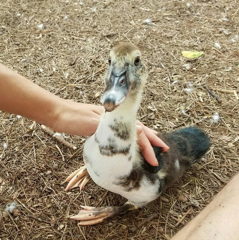 Duck with a beak of a wolf - Duck, Wolf