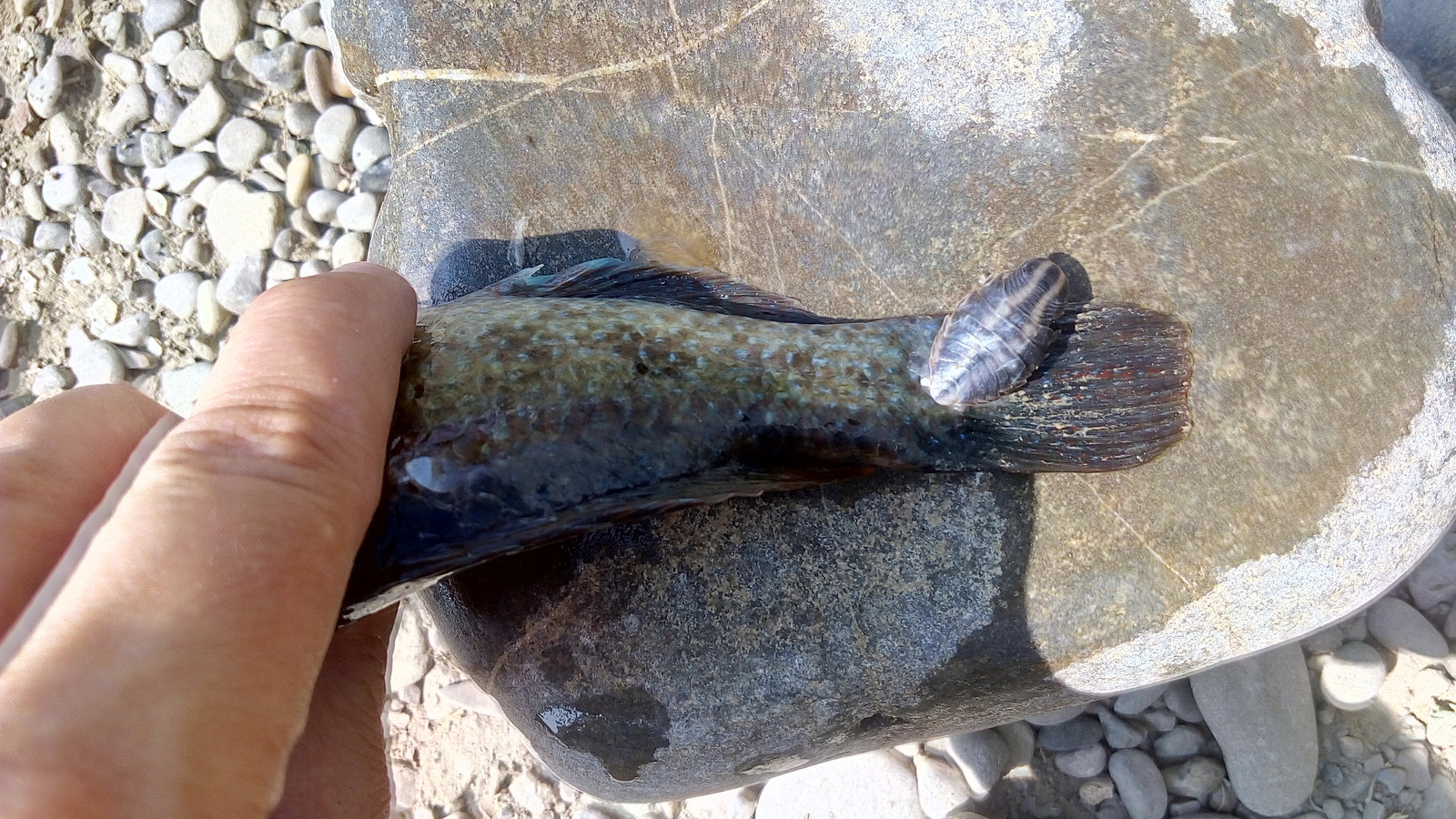 Alien in the Black Sea - My, Black Sea, Stranger, Parasites, A fish, Longpost