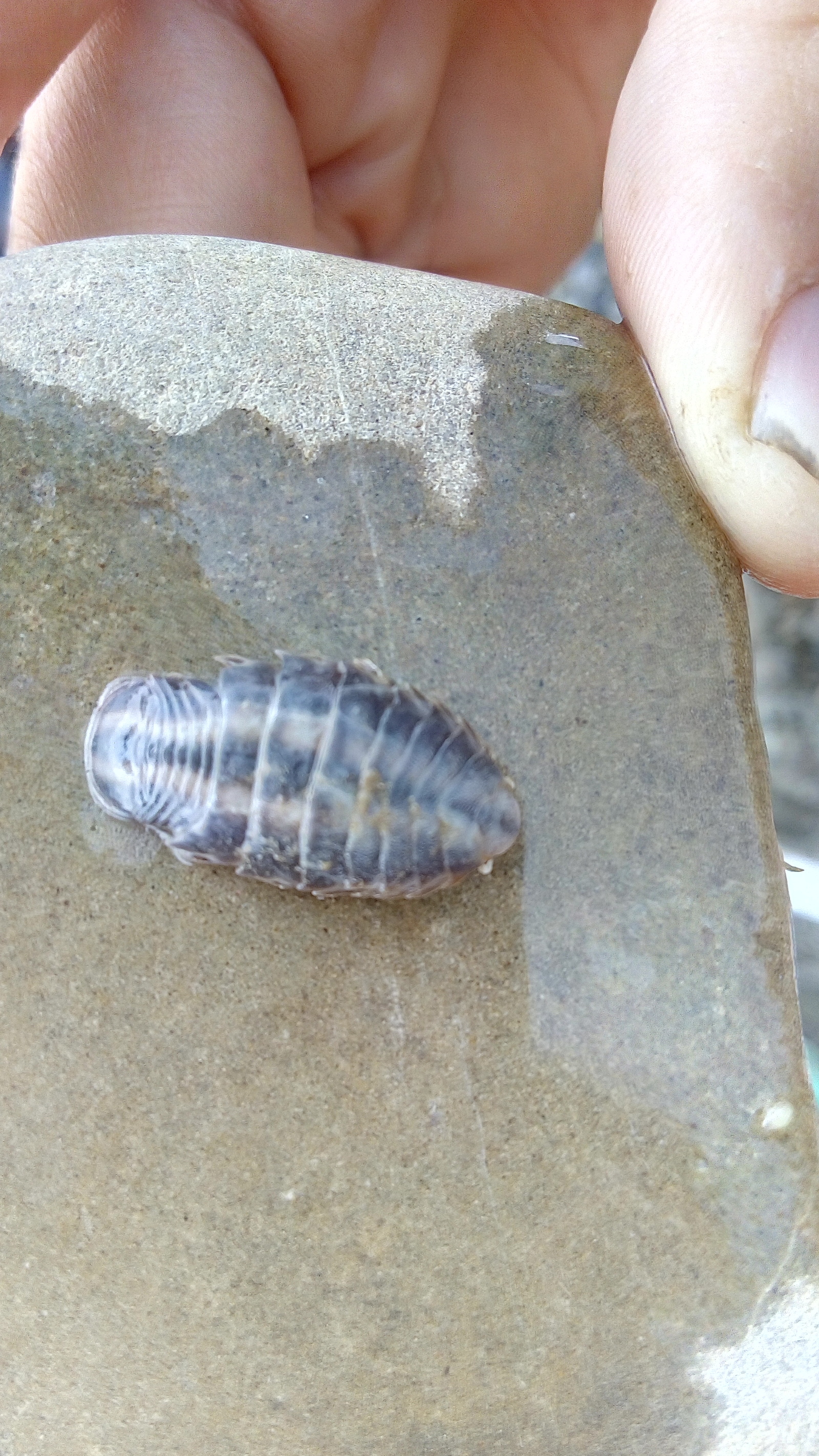 Alien in the Black Sea - My, Black Sea, Stranger, Parasites, A fish, Longpost